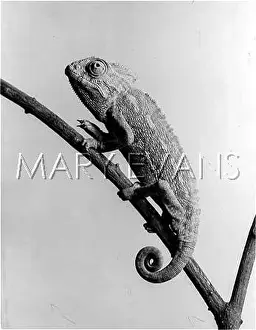 Chameleons: CHAMELEON VULGARIS