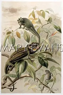 Extraordinarily: CHAMELEONS