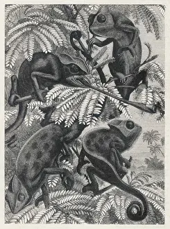 Incredibly: CHAMELEONS IN FOLIAGE