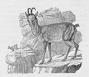 Classified: CHAMOIS (BEWICK)