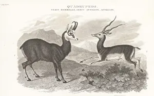 Orme And Brown: Chamois and blackbuck