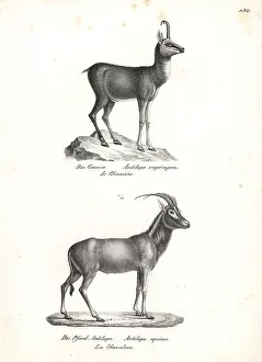 Brodtmann: Chamois and roan antelope