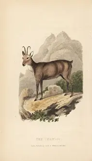 Chamois: Chamois, Rupicapra rupicapra