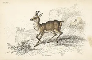 Chamois: Chamois, Rupicapra rupicapra