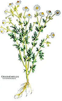 Anglo Saxon: Chamomile, Alchemy Plant