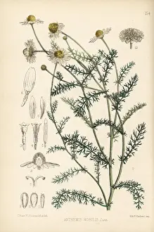 Chamomile: Chamomile, Anthemis nobilis