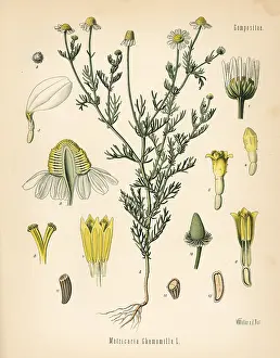 Chamomile: Chamomile or camomile, Matricaria chamomilla