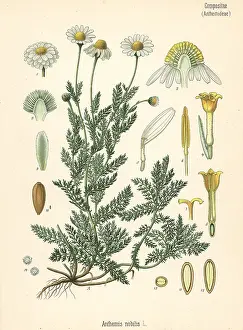 Chamomile: Chamomile, Chamaemelum nobile