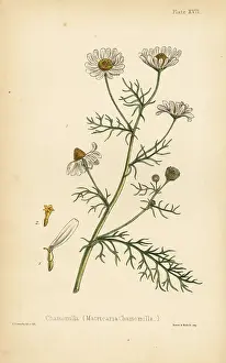 Chamomile: Chamomile, Matricaria chamomilla