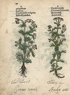 Chamomile: Chamomile, Matricaria chamomilla, and stinking