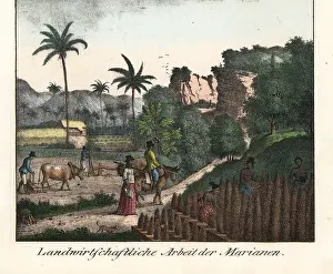 Mariana: Chamorro farmers ploughing fields in the Mariana islands