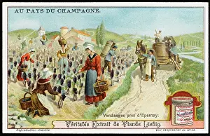 Epernay: CHAMPAGNE PRODUCTION
