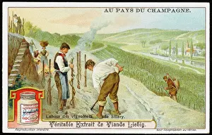 Sillery: CHAMPAGNE PRODUCTION