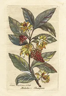 Cesare Majoli: Champak, Magnolia champaca