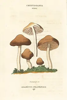 Agaricus: Champignon mushroom, Agaricus pratensis