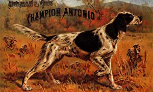 Coloring: Champion Antonio