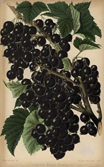 Macfarlane: Champion blackcurrant, Ribes nigrum