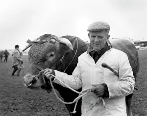 Minder: Champion bull at the Royal Cornwall Show