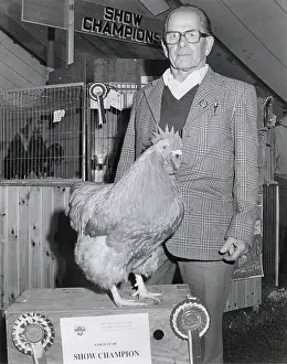 Wadebridge: Champion cockerel at the Royal Cornwall Show