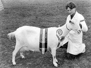 Minder: Champion goat at the Royal Cornwall Show