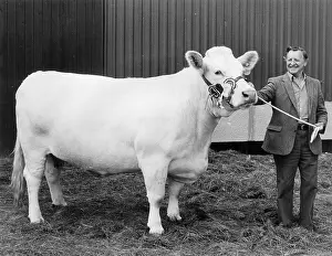 Heifer: Champion heifer at the Royal Cornwall Show