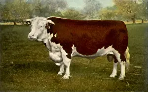 Underbelly: Champion Hereford Bull