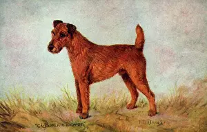 Spratts: Champion Irish Terrier - Ch. Botanic Demon