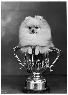 Hadleigh: Champion Pomeranian