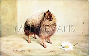Mite: CHAMPION POMERANIAN