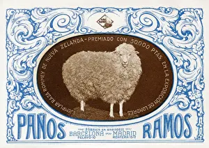 Ramos: Champion Romney Marsh Sheep