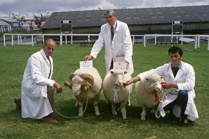 Minder: Champion sheep at Royal Cornwall Show