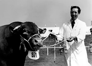 Minder: Champion South Devon Bull at the Royal Cornwall Show