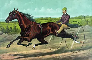 Cobb: The champion Stallion Maxy Cobb by Happy Medium