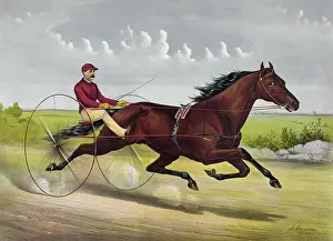 Trotting: The champion trotting Stallion Nelson, by Young Rolfe, dam G