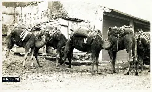 Chanak: Chanakkale - Dardanelles, Turkey - A Camel Train