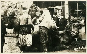 Chanak: Chanakkale - Dardanelles, Turkey - Loading a Camel Train
