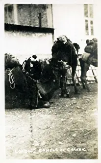 Chanak: Chanakkale - Dardanelles, Turkey - Loading a Camel Train