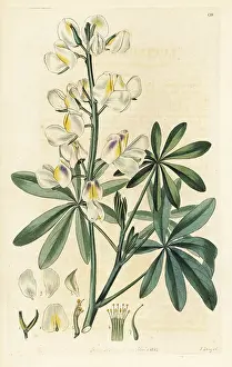 Mutabilis: Changeable-coloured lupine, Lupinus mutabilis