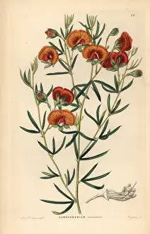 Changeable: Changeable gompholobium, Gomphobobium versicolor