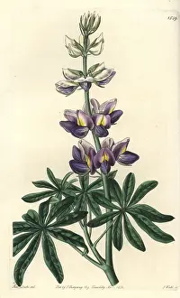 Mutabilis: Changeable lupinus, Lupinus mutabilis