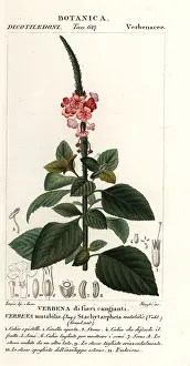 Mutabilis: Changeable velvetberry, Stachytarpheta mutabilis