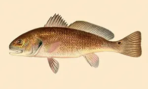 Ocellatus: Channel Bass