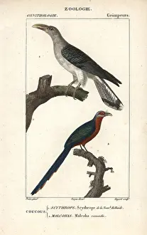 Malkoha: Channel-billed cuckoo and chestnut-breasted malkoha