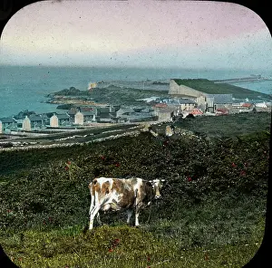 Alderney: The Channel Islands - Alderney cow