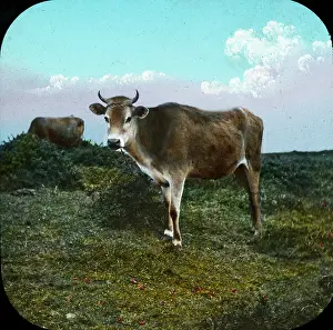Genial: The Channel Islands - Jersey Cow