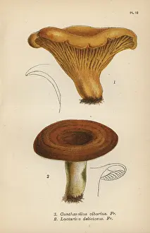 Mordecai: Chantarelle, Cantharellus cibarius 1, and milky