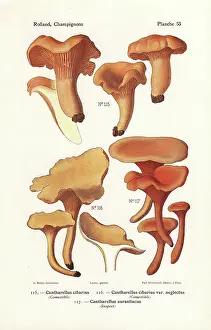 Bessin: Chanterelle mushrooms