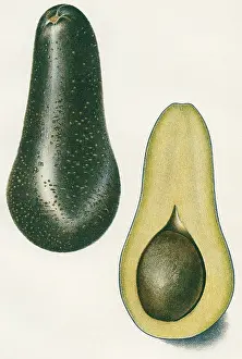 Sliced: chappelow avocado - vegetable - food