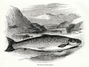 Alpinus: Char (Salmo alpinus)