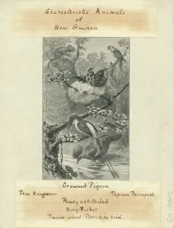 Melanesia: Characteristic Animals of New Guinea